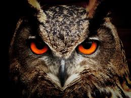 owls 1